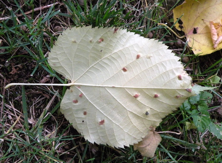 Patologia vegetale, fungo, myxo...?